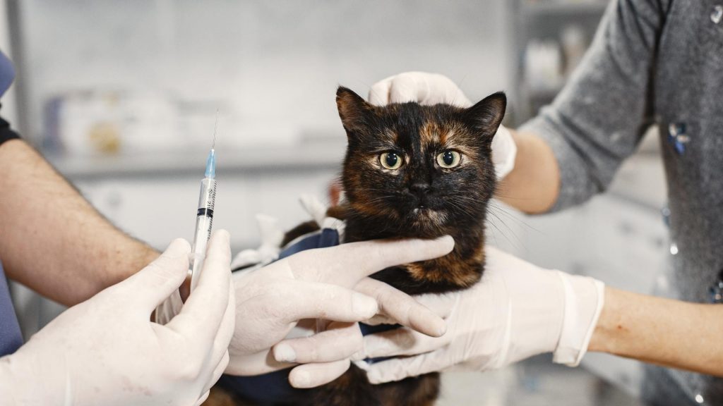 kedi lösemi aşısı 2