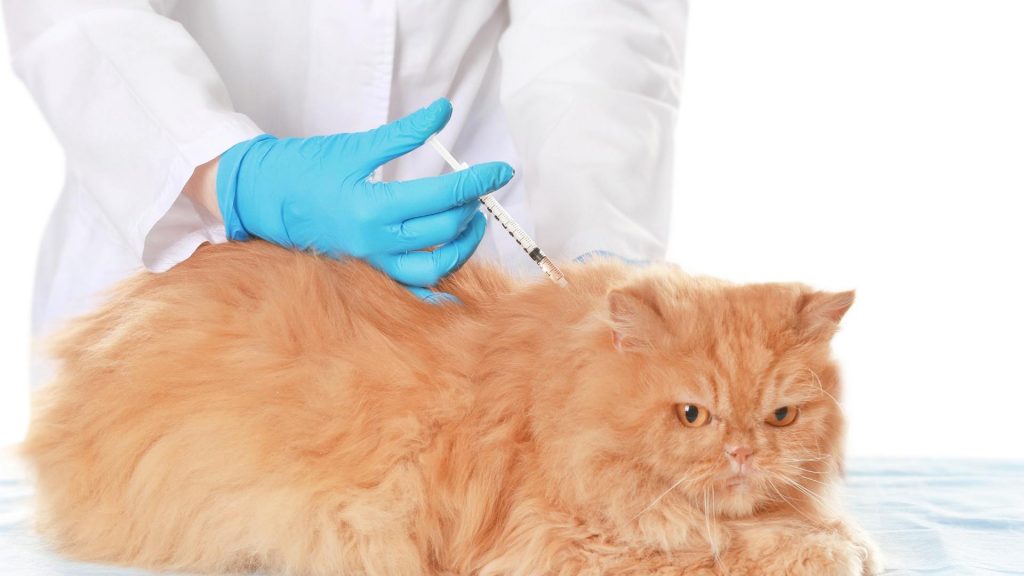 kedi lösemi aşısı 3