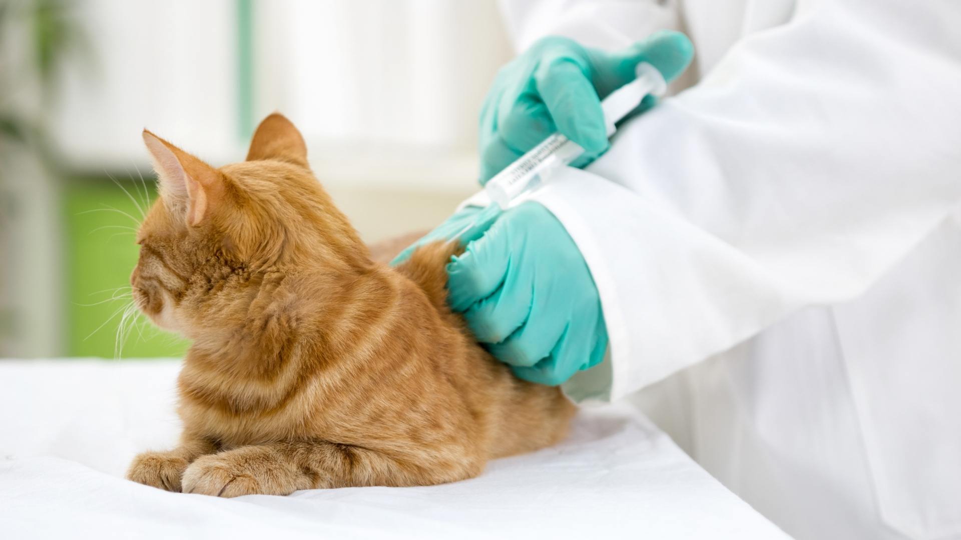 kedi lösemi aşısı