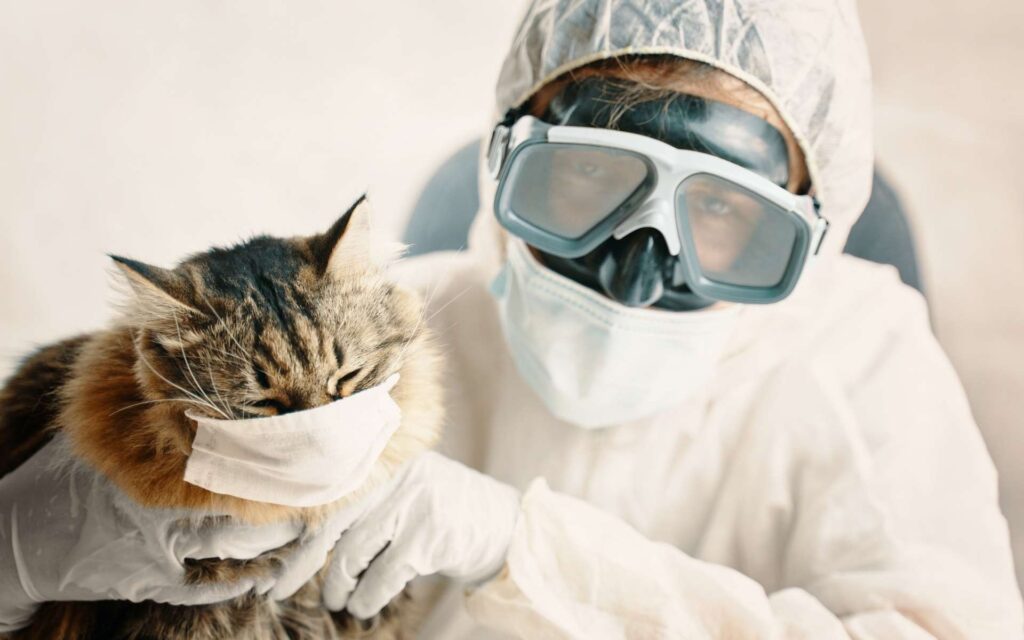 kedi virüsleri maske takan kedi