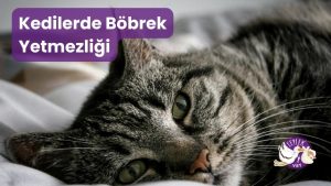 kedilerde böbrek yetmezliği