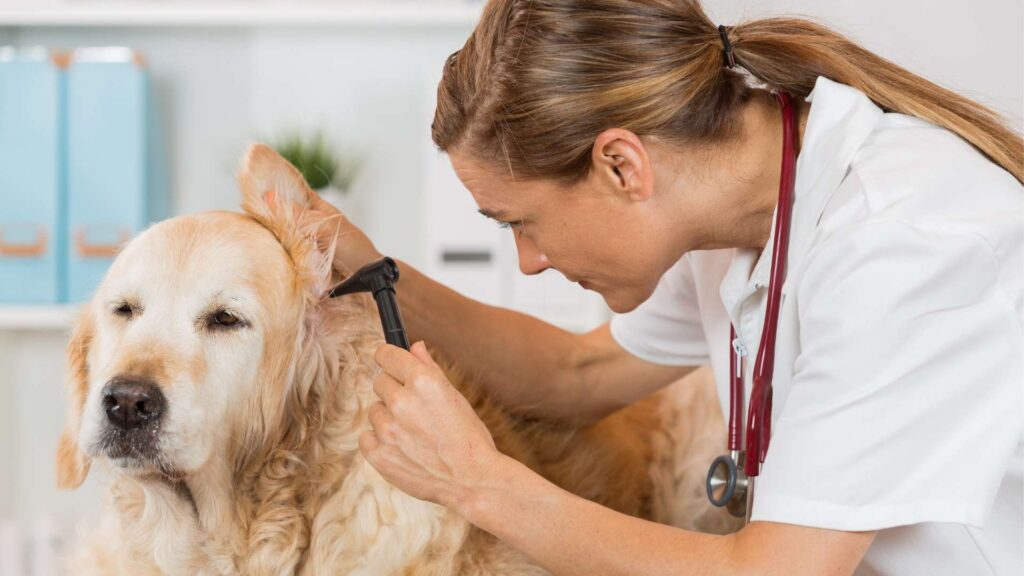 bağlarbaşı veteriner kliniği