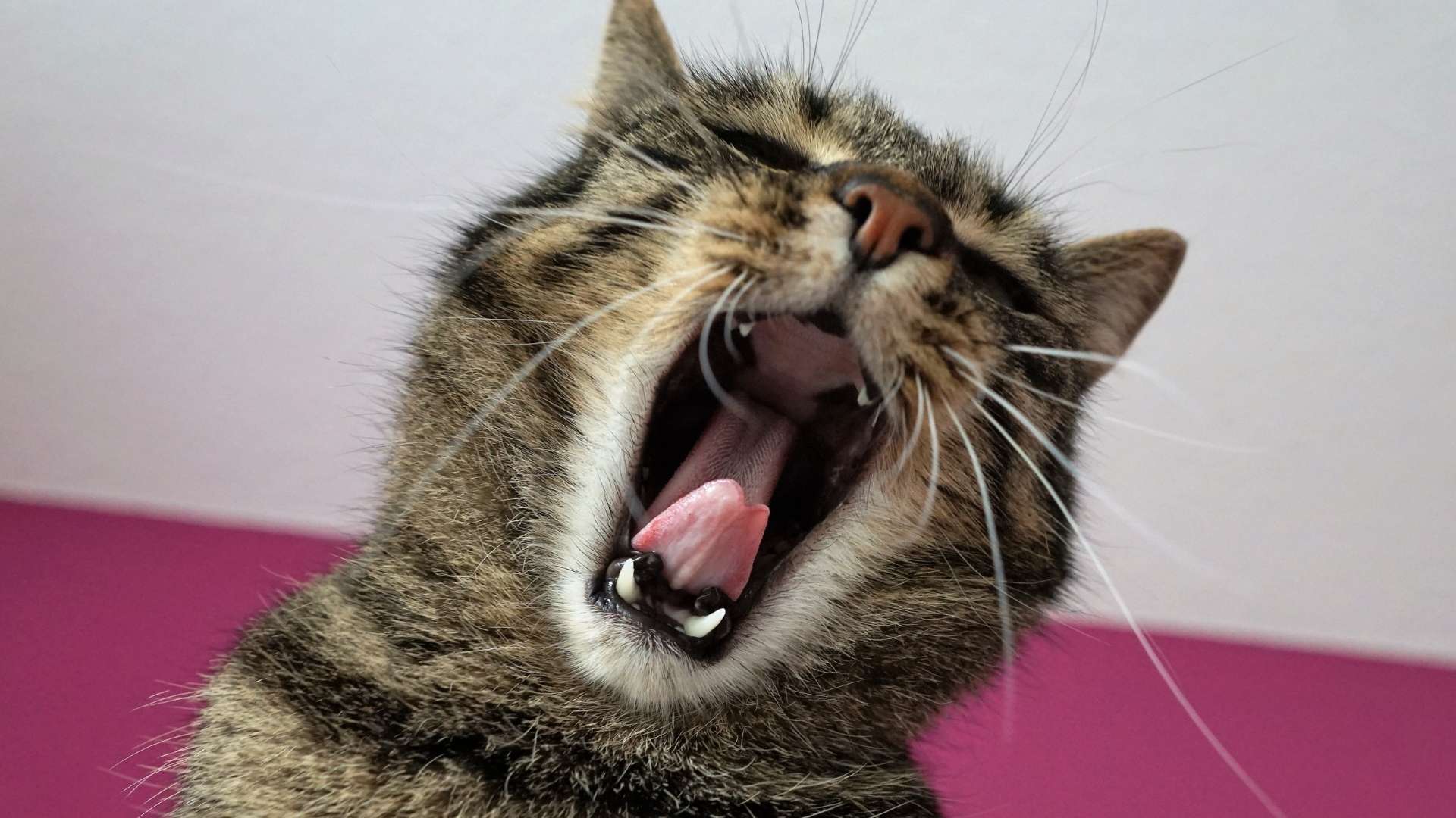 kedi diş çekimi
