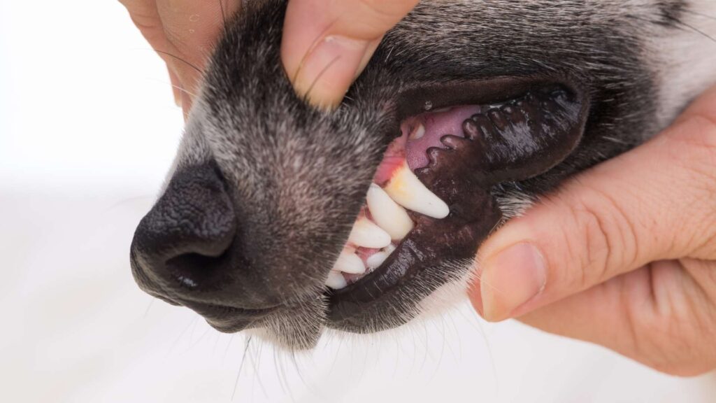 köpek diş çekimi