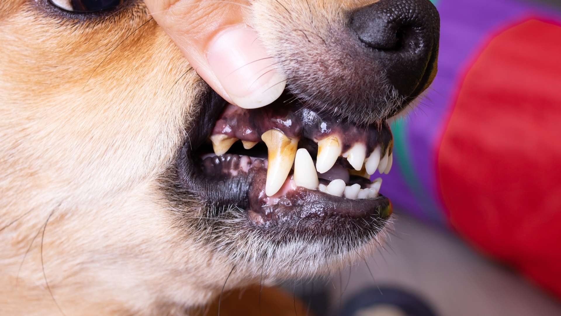 köpek diş çekimi