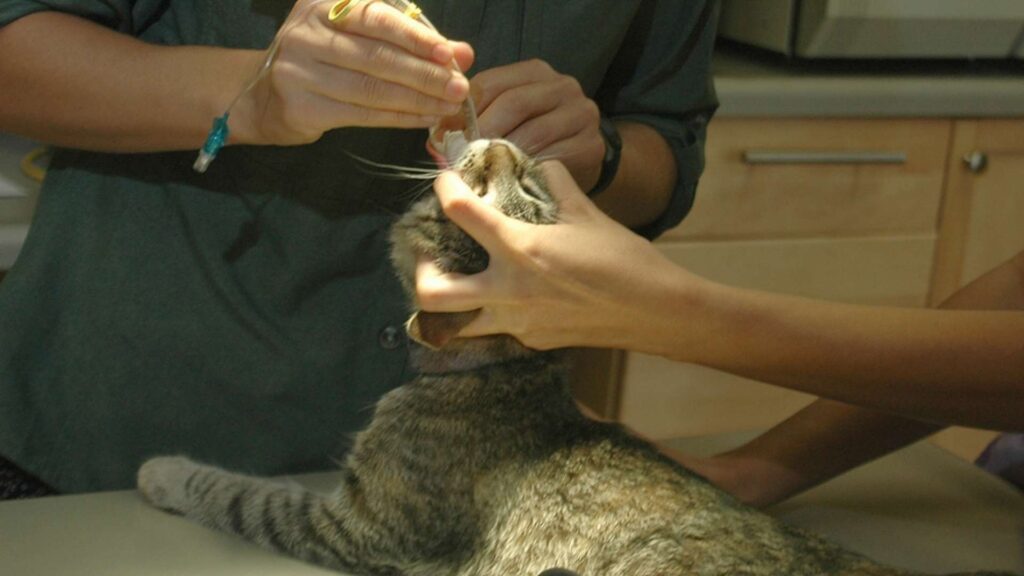 kedilerde üst solunum yolu enfeksiyonu belirtileri