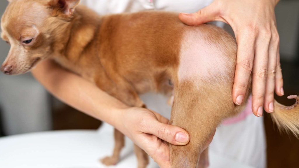 köpek deri hastalıkları tedavisi