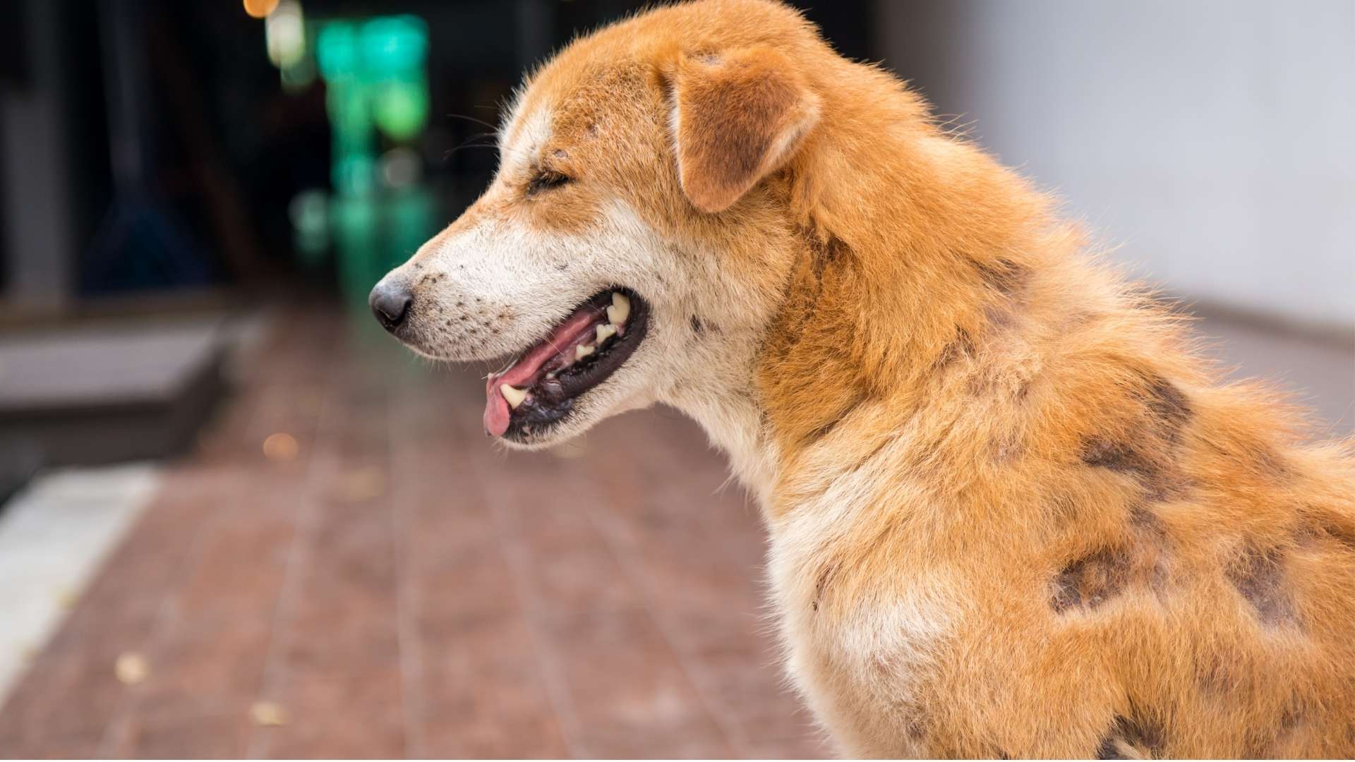 köpek deri hastalıkları