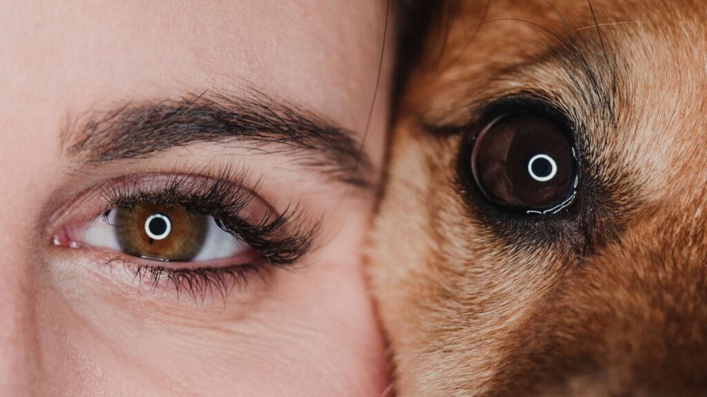 Köpek Göz Hastalıkları Tedavisi