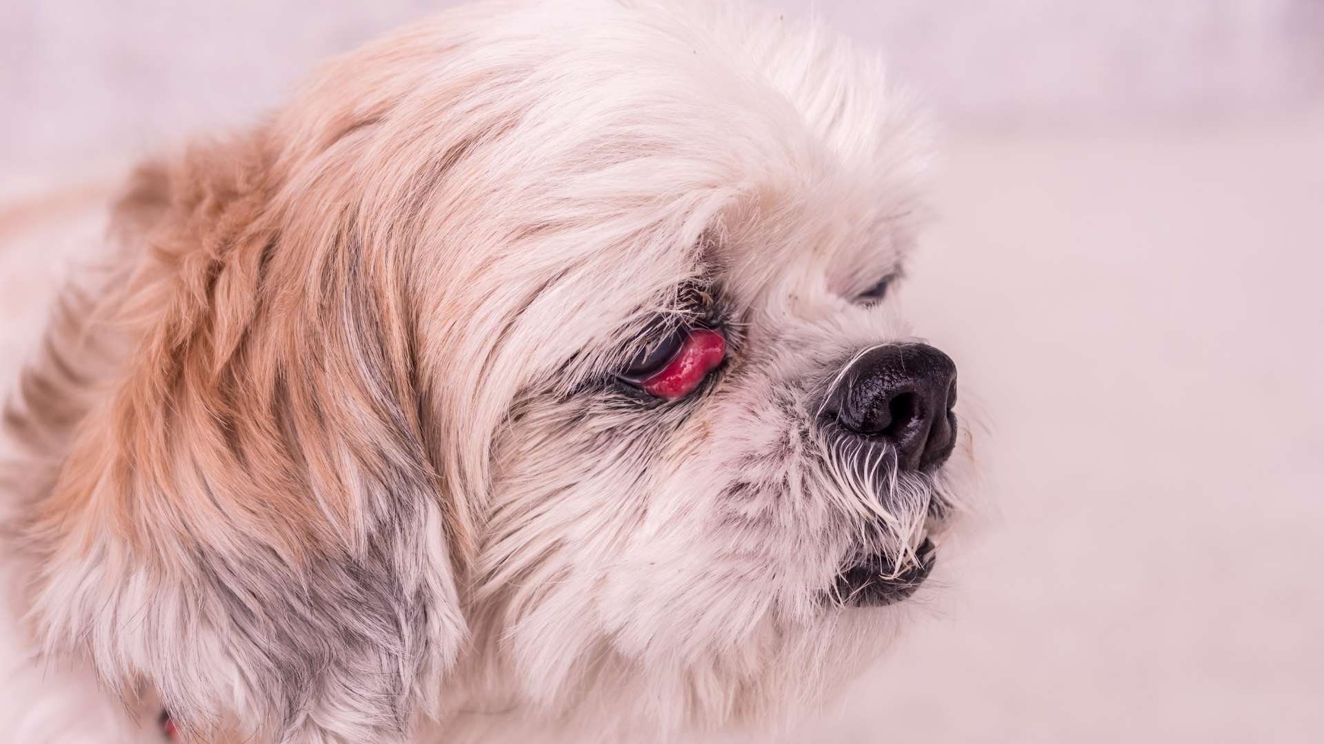 Köpek Göz Hastalıkları
