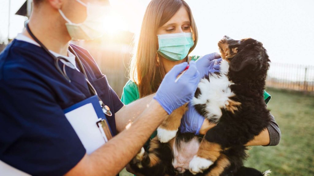 köpeklerde barınak hastalığı tedavisi