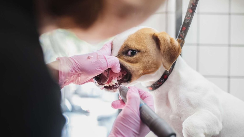 köpeklerde diş ağrısı tedavisi