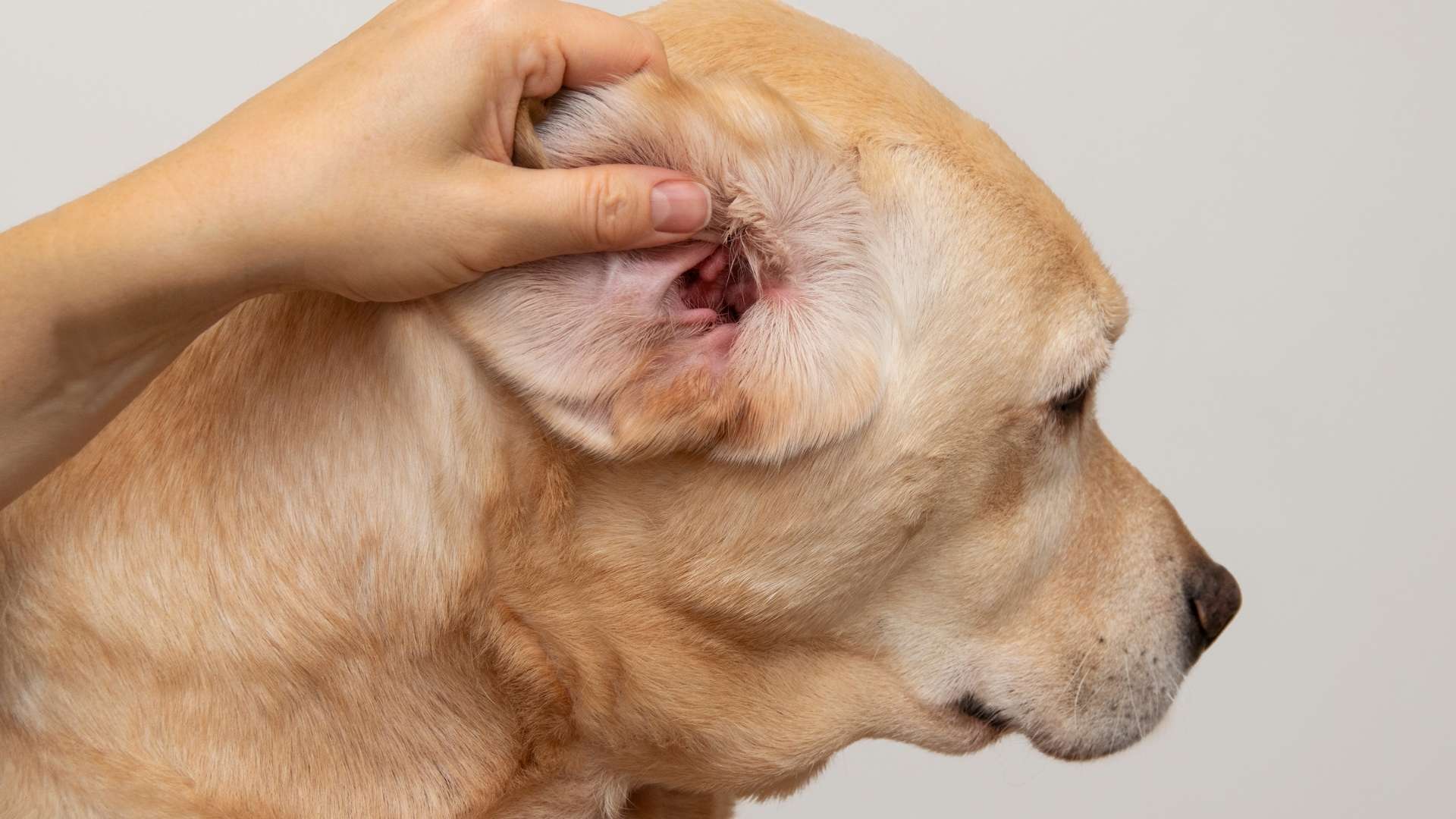 köpeklerde kulak hastalıkları