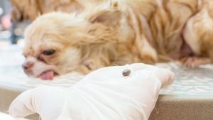 köpeklerde lyme hastalığı