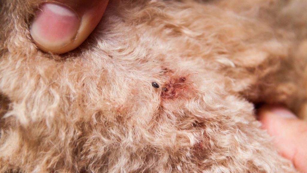 köpeklerde lyme hastalığı belirtileri