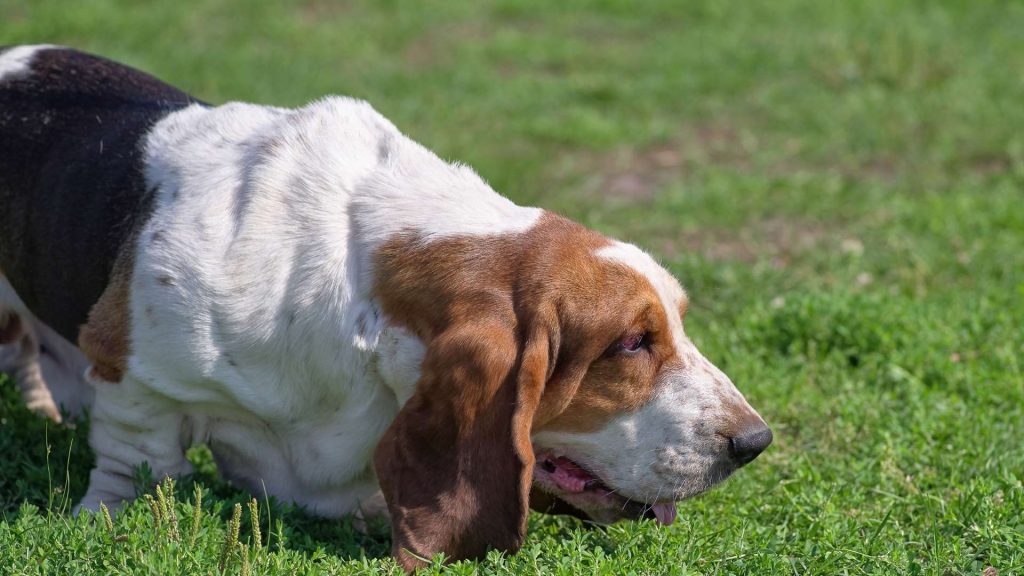 köpeklerde nefes tıkanması belirtileri