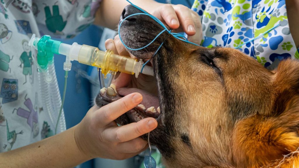 köpeklerde nefes tıkanması tedavisi