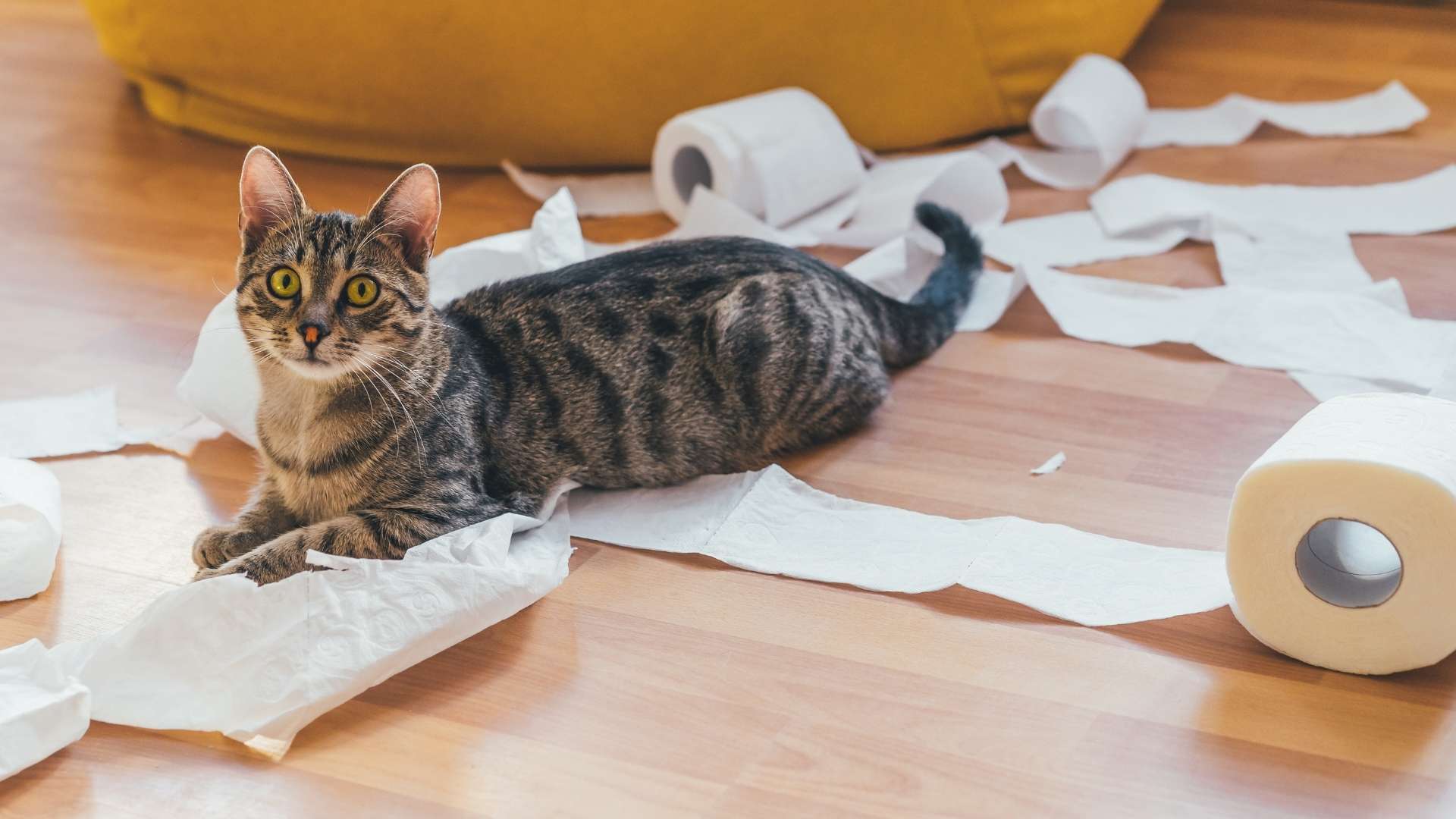 kedi bağırsak hastalıkları