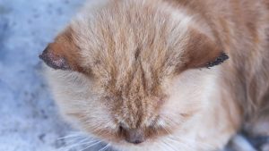 kedi kulak mantarı