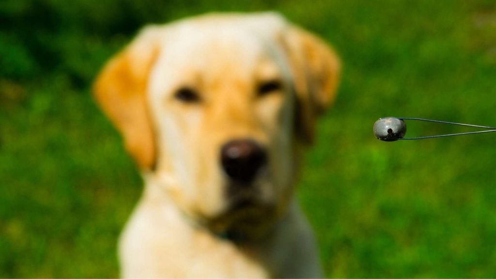 köpeklerde böcek sokması tedavisi