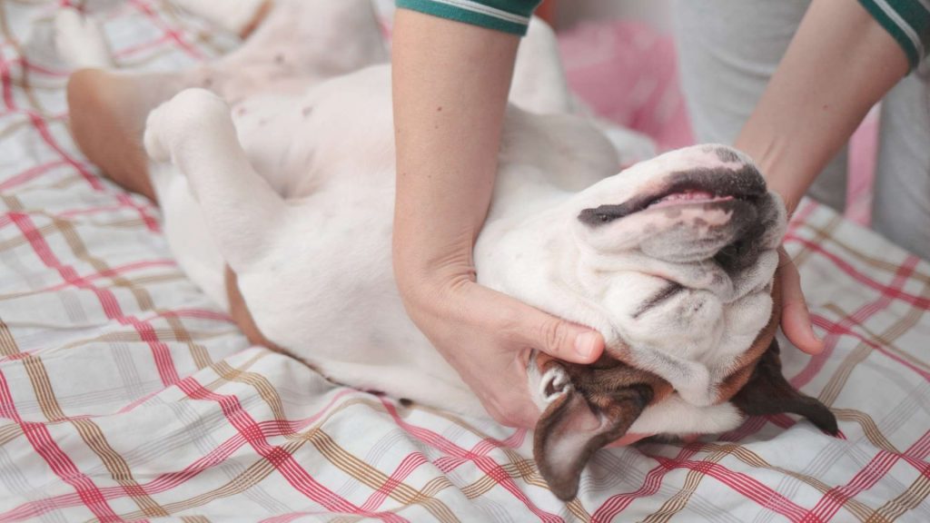 köpeklerde kalp krizi belirtileri