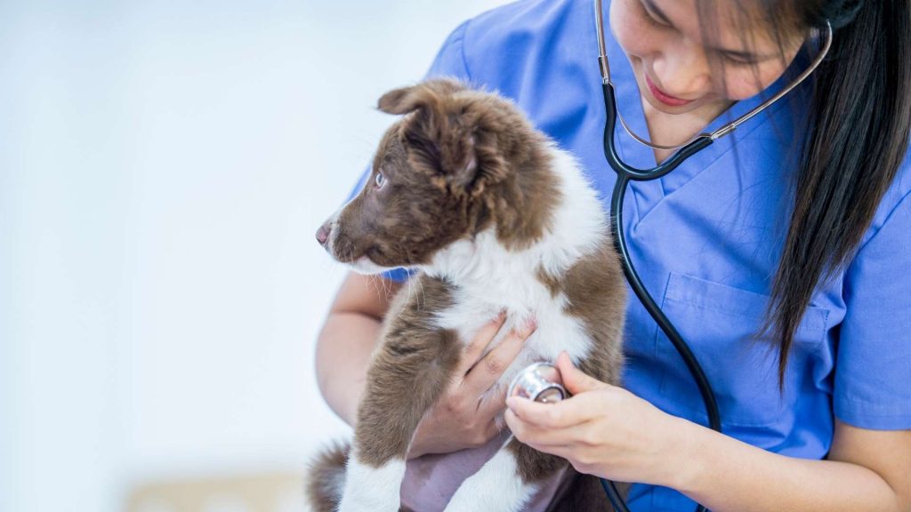 köpeklerde kalp yetmezliği belirtileri