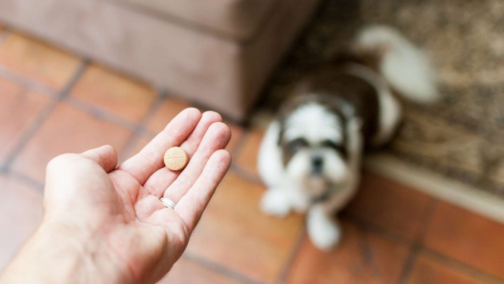 köpeklerde kalp yetmezliği tedavisi