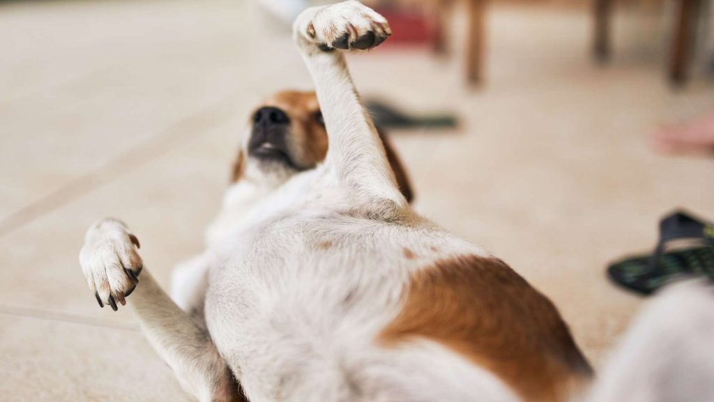 köpeklerde mide hastalıkları tedavileri