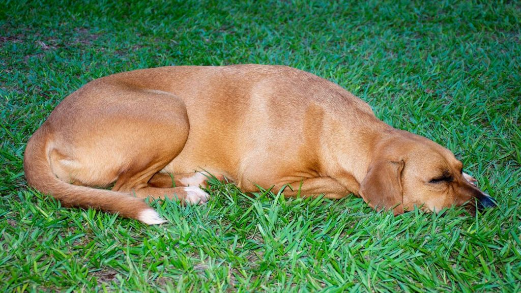 dişi köpek kısırlaştırma fiyatı