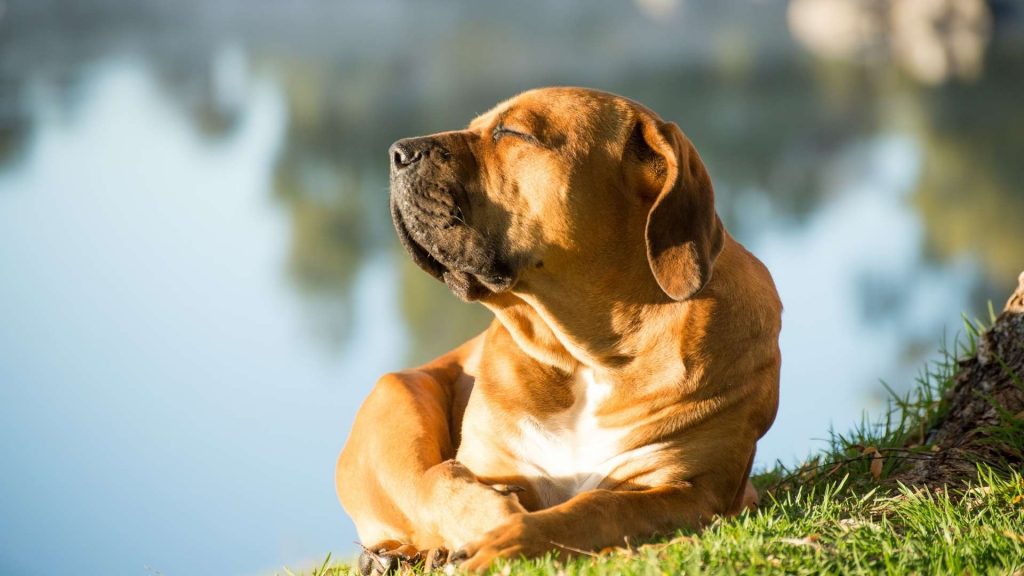 erkek köpek kısırlaştırma fiyatı