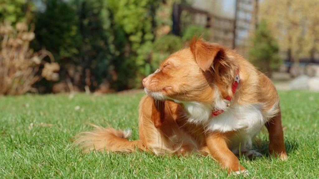 köpeklerde kulak uyuzu belirtileri