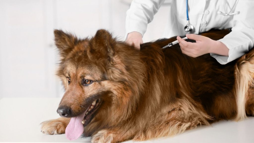 Köpeklerde Lyme Aşısı Fiyatı