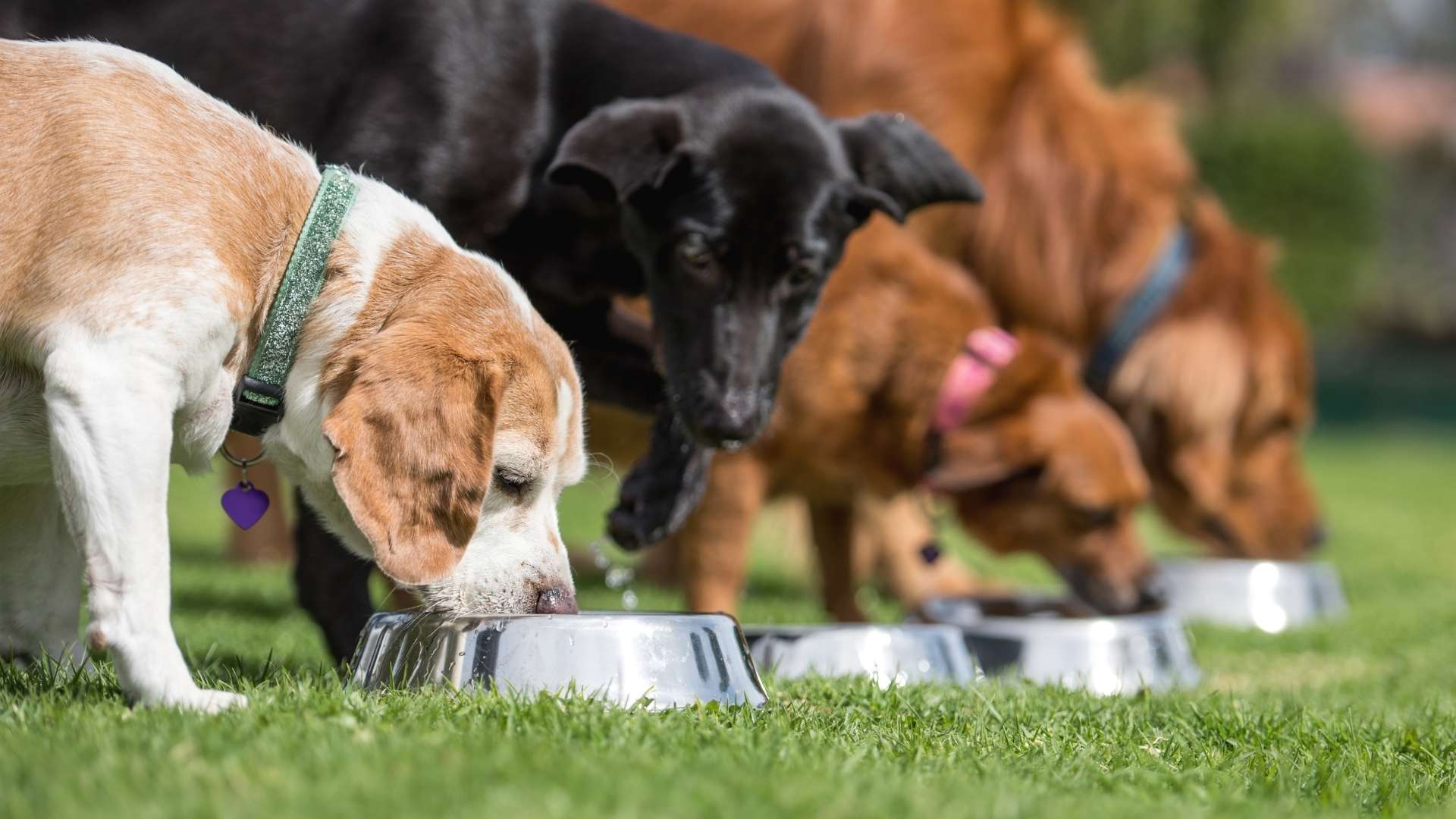 köpek sahiplenme