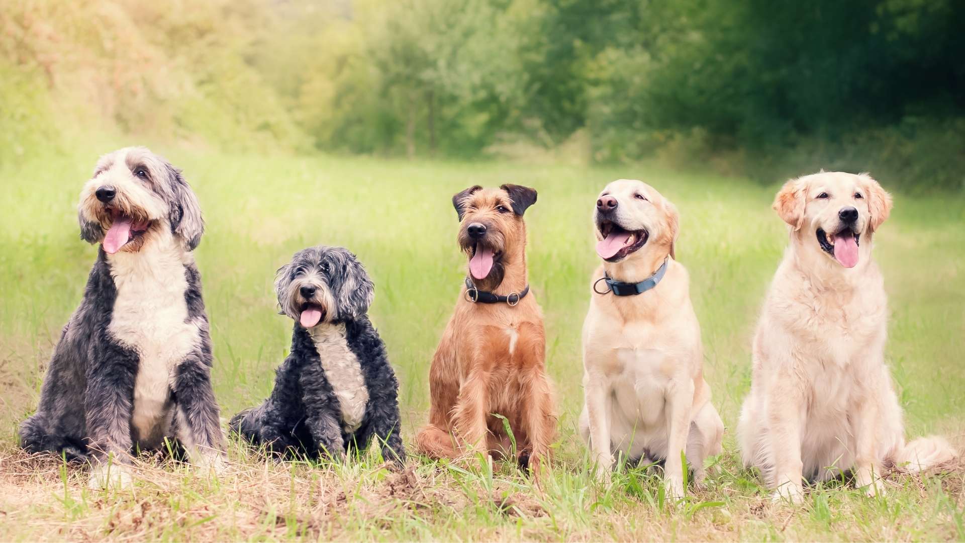 köpek yaşı hesaplama