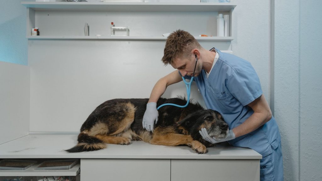 Köpeklerde Kanlı İshal Parvo Tedavisi