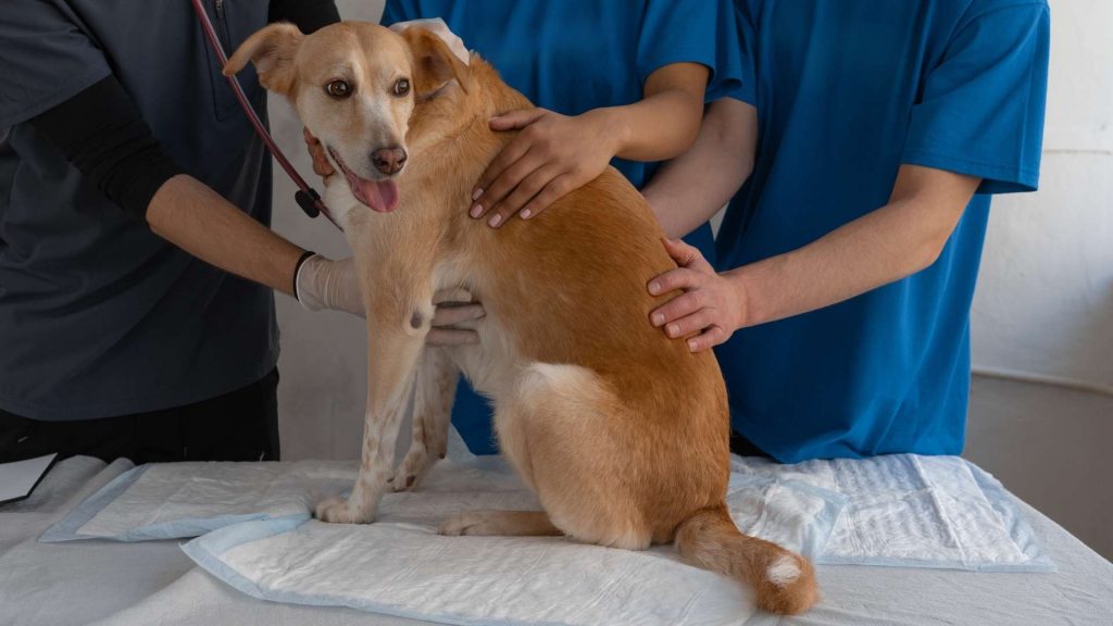 köpeklerde karaciğer yetmezliği belirtileri