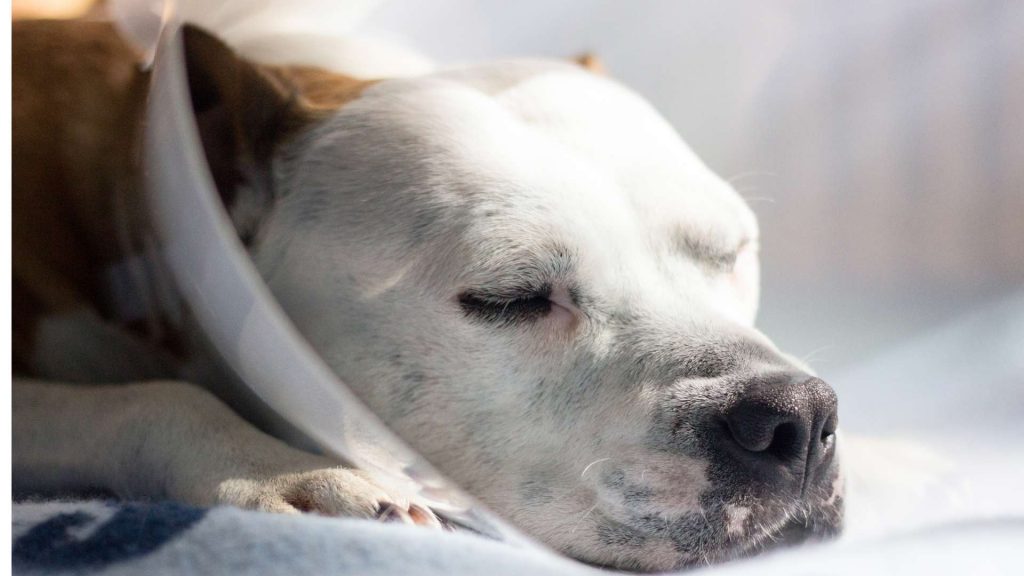 köpeklerde karaciğer yetmezliği tedavisi