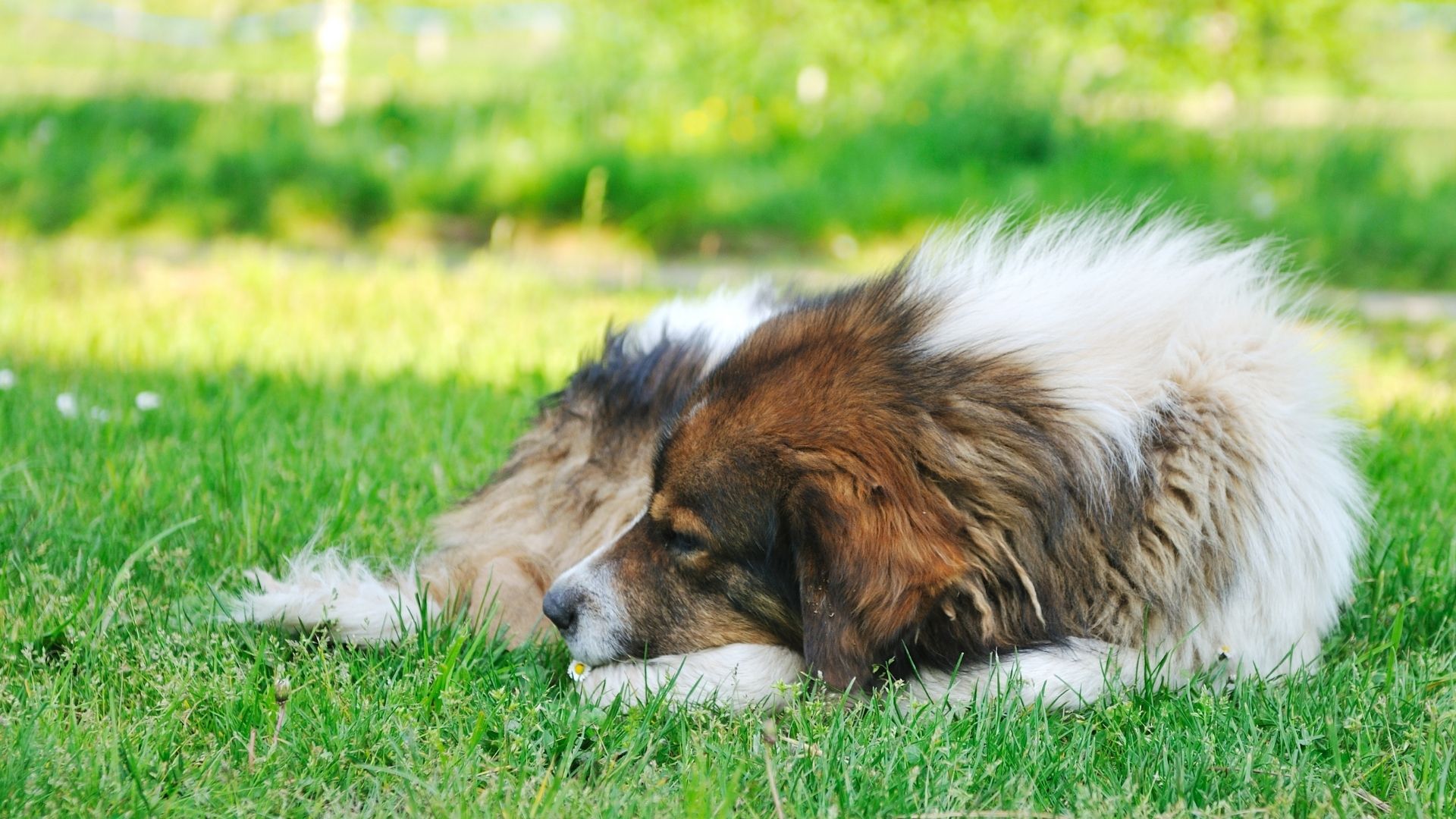 Leishmaniasis Köpek