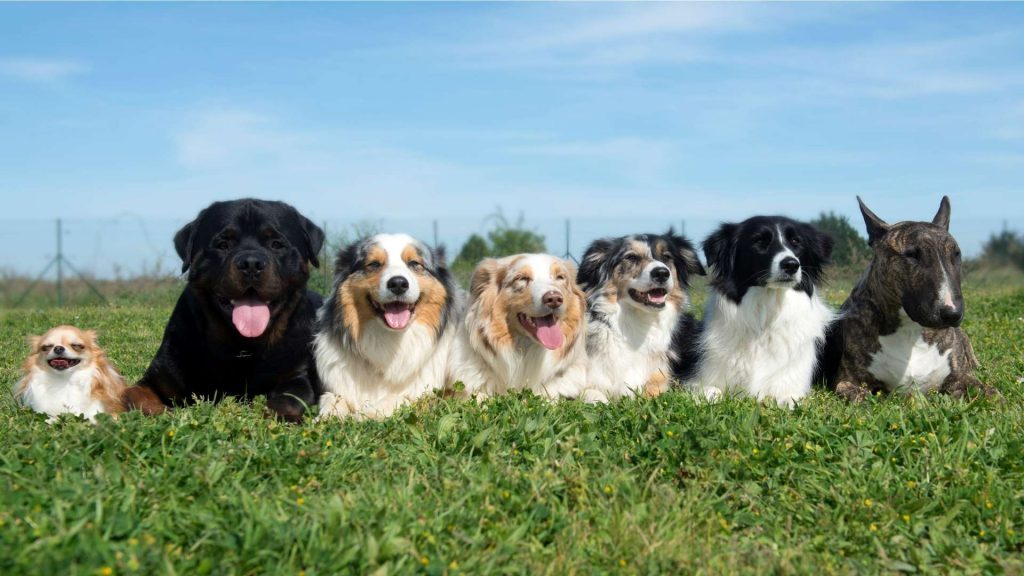 kaç çeşit köpek cinsi vardır