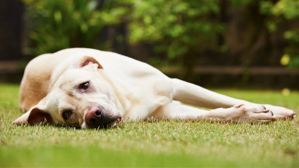 Köpeklerde gastrit belirtileri