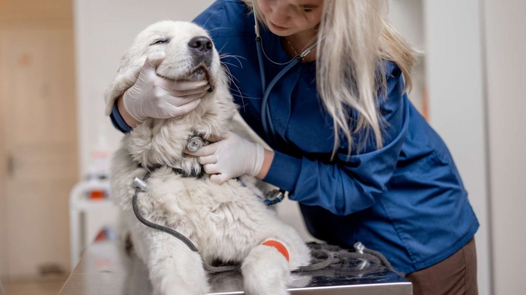 köpeklerde pankreatit tedavisi