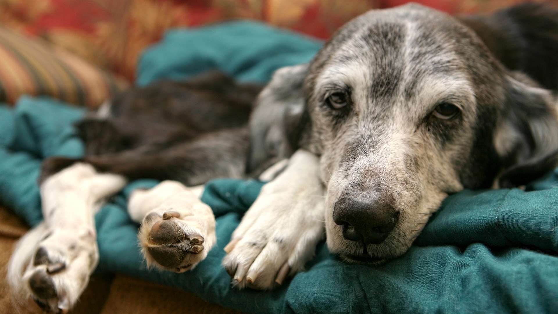 köpeklerde pankreatit