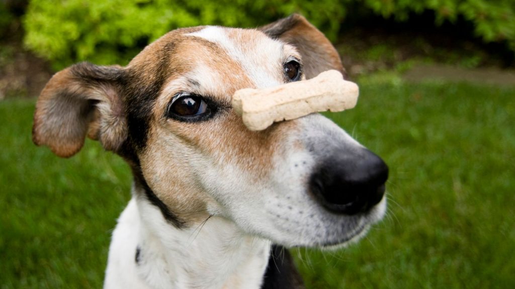 köpeklerin ömrü ne kadar