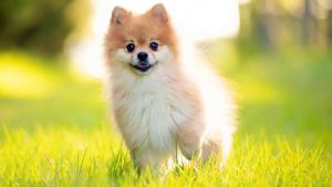 pomeranian