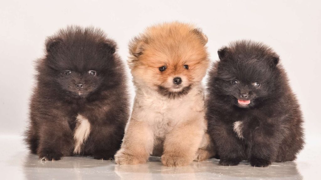 pomeranian bakımı