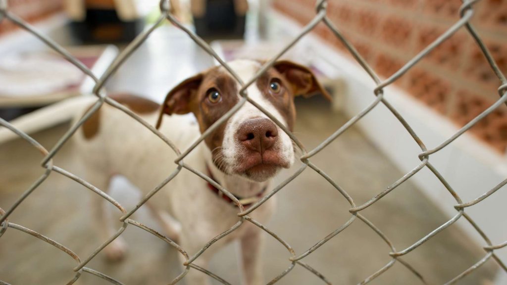 barınaktan köpek sahiplenme istanbul