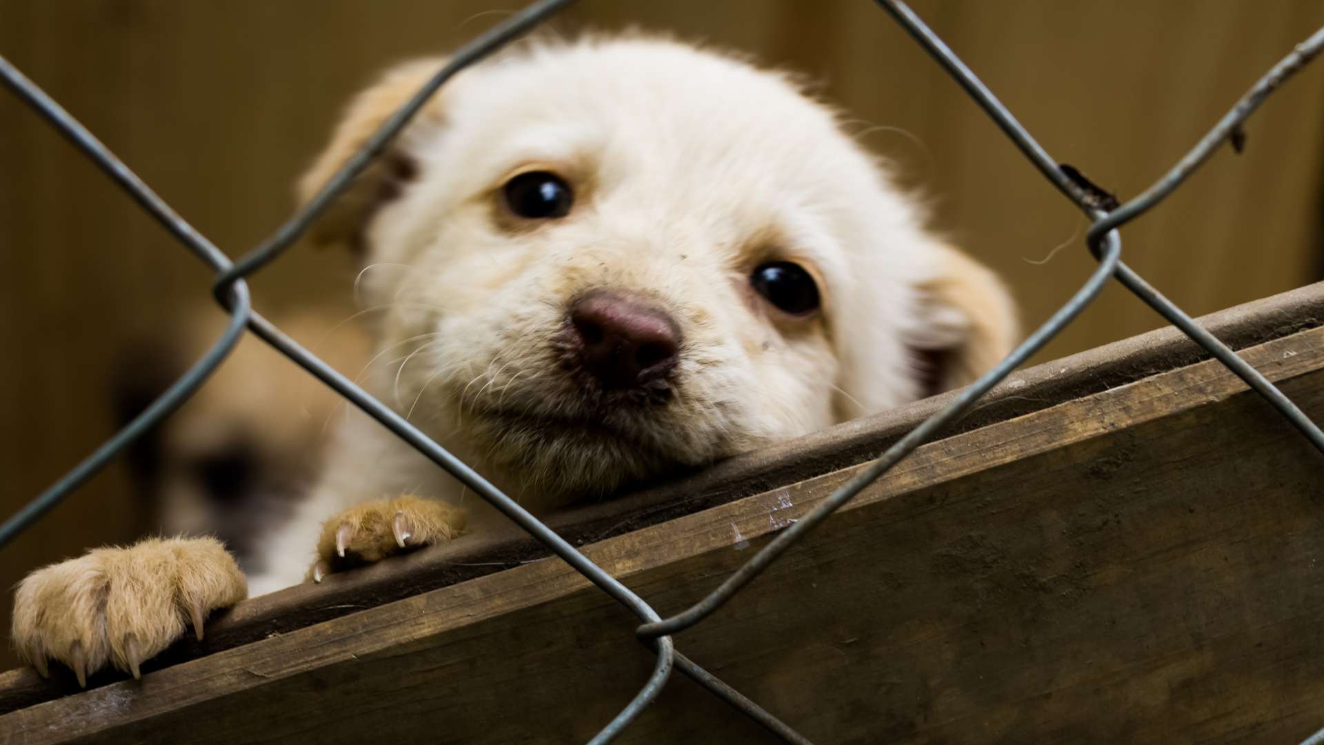 barınaktan köpek sahiplenme