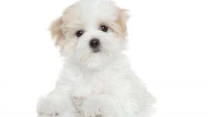 maltese terrier sahiplenme