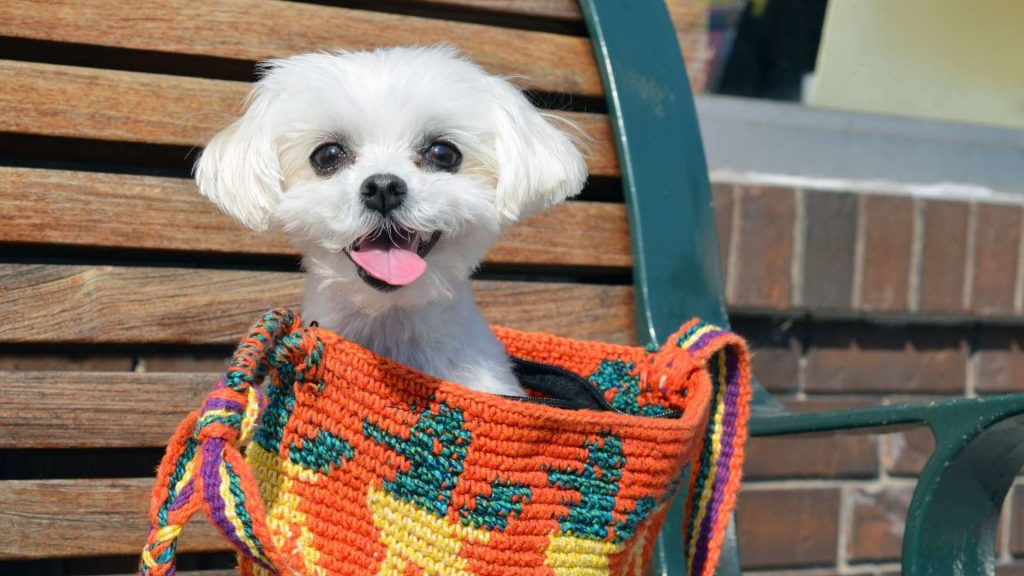 maltese terrier sahiplenme