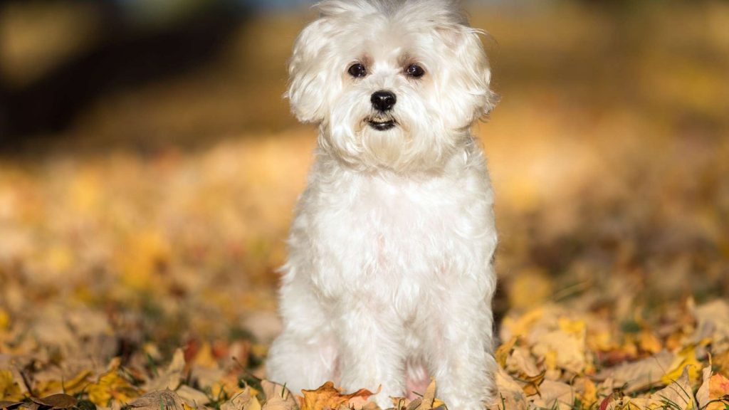 maltese terrier sahiplenme ücretsiz